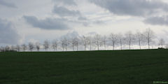 Bosc-Guérard Saint Adrien (Rangées d'Arbres)
