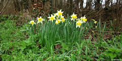 Criquetot sur Longueville (Narcisses 1)