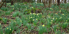 Criquetot sur Longueville (Narcisses 2)