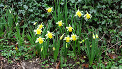 Lintot les Bois (Narcisses)