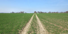 Auffay (Chemin)