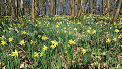 Cropus (Narcisses 1)