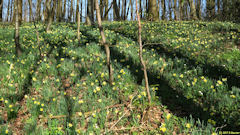 Cropus (Narcisses 2)