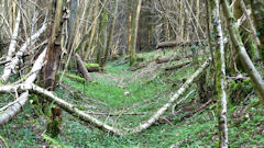 Heugleville sur Scie (Bois)