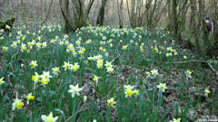 Heugleuville sur Scie (Narcisses)