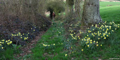 Vassonville (Narcisses)