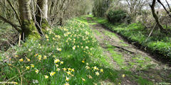 Bracquetuit (Chemin 2)