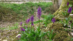 La Houssaye-Béranger (Orchidées)