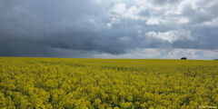 Claville-Motteville (Colza)
