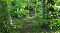 Saint André sur Cailly (Chemin)