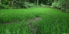 Forêt de Roumare (Zone humide)