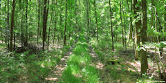 Forêt de la Muette (Chemin)