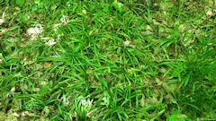 Forêt de la Muette (Jacinthes)