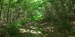 Forêt de Roumare (Chemin 2)