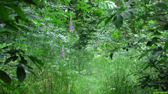 Forêt de la Muette (Digitales)