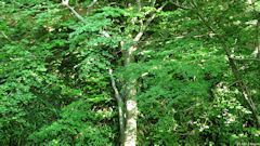 Varengeville sur Mer (Arbre)