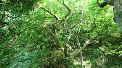 Varengeville sur Mer (Branches)
