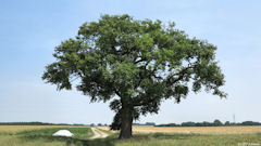 Préaux (Chêne)