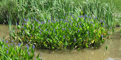 Saint Martin du Vivier (Plante aquatique)