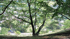 Saint Léger du Bourg Denis (Arbre)