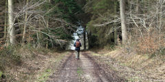 Incheville (Route forestière)