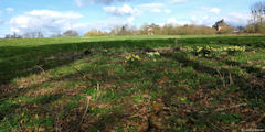 Val de Saâne (Jonquilles 1)