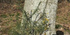 Val de Saâne (Ajonc)
