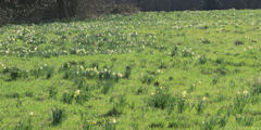 Val de Saâne (Jonquilles 2)