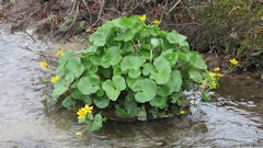 Dancourt (Plante aquatique)