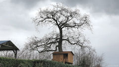 Vibeuf (Cabane)