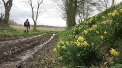 Ouville l'Abbaye (Jonquilles)