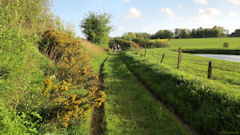 Ouville l'Abbaye (Chemin)