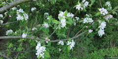 Nesle Normandeuse (Pommier en Fleur)