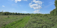 Forêt d'Eu (Chemin 2)