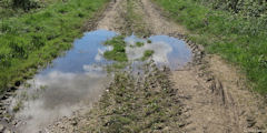 Forêt d'Eu (Reflet)