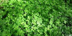 Arguel (Géranium vivace)