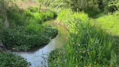 Eaucourt sur Somme (Rivière de Bellifontaine 2)