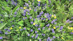 Eaucourt sur Somme (Fleurs)