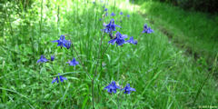 Forêt d'Eu (Ancolie Commune)