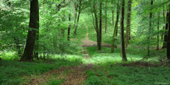 Forêt d'Eu (Chemin 3)