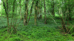 Rocquefort (Bois)