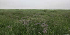 Fort-Mahon-Plage (Lilas de Mer)