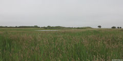 Fort-Mahon-Plage (Etang)