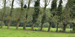 Envronville (Arbres inclinés)