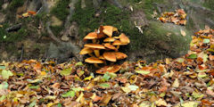 Offranville (Champignons)