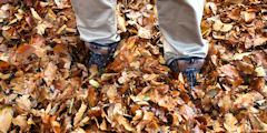 Greuville (Feuilles)