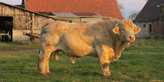 Greuville (Taureau)