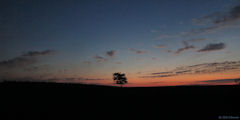 Saint Pierre le Viger (Arbre 1, Nuit)