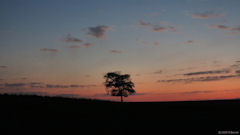 Saint Pierre le Viger (Arbre 2, Nuit)