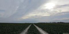 Brachy (Chemin)